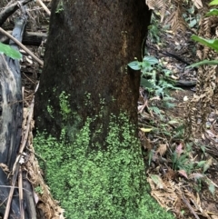 Dicksonia antarctica at Wattamolla, NSW - suppressed