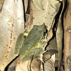 Litoria lesueuri at Wattamolla, NSW - 20 Mar 2020