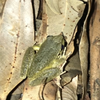 Litoria lesueuri (Lesueur's Tree-frog) at Wattamolla, NSW - 20 Mar 2020 by WattaWanderer