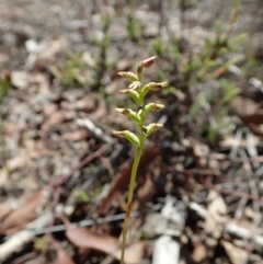 Corunastylis clivicola (Rufous midge orchid) at Aranda Bushland - 18 Mar 2020 by CathB