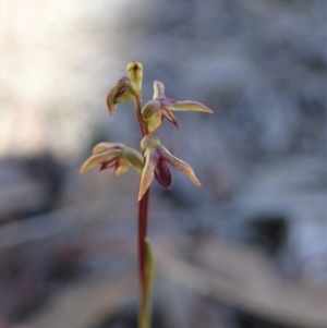 Corunastylis clivicola at Aranda, ACT - 18 Mar 2020