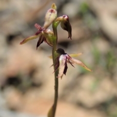 Corunastylis clivicola at Aranda, ACT - 18 Mar 2020