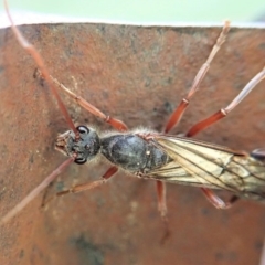 Myrmecia sp. (genus) (Bull ant or Jack Jumper) at Cook, ACT - 8 Mar 2020 by CathB