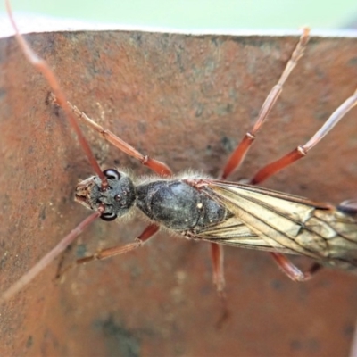Myrmecia sp. (genus) (Bull ant or Jack Jumper) at Mount Painter - 8 Mar 2020 by CathB