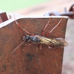 Myrmecia sp. (genus) at Cook, ACT - 9 Mar 2020