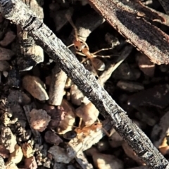 Iridomyrmex dromus (Nocturnal Tyrant Ant) at Cook, ACT - 17 Mar 2020 by CathB