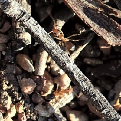 Iridomyrmex dromus (Nocturnal Tyrant Ant) at Mount Painter - 17 Mar 2020 by CathB