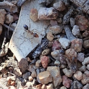 Iridomyrmex dromus at Cook, ACT - 17 Mar 2020