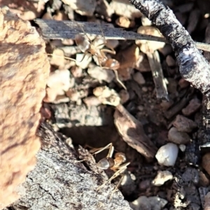 Iridomyrmex dromus at Cook, ACT - 17 Mar 2020