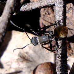 Polyrhachis ammon (Golden-spined Ant, Golden Ant) at Sherwood Forest - 19 Mar 2020 by Kurt