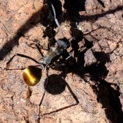 Polyrhachis ammon at Coree, ACT - 20 Mar 2020 10:52 AM