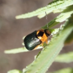 Aporocera (Aporocera) consors (A leaf beetle) at Cook, ACT - 20 Mar 2020 by CathB