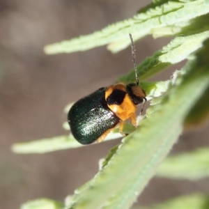 Aporocera (Aporocera) consors at Cook, ACT - 20 Mar 2020