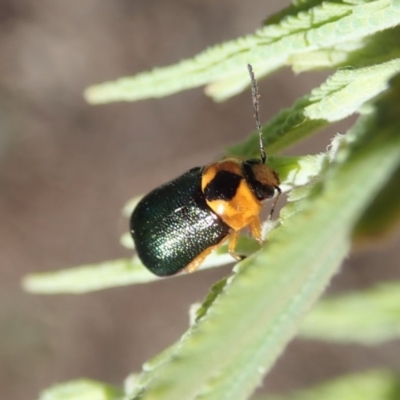 Aporocera (Aporocera) consors (A leaf beetle) at Mount Painter - 19 Mar 2020 by CathB