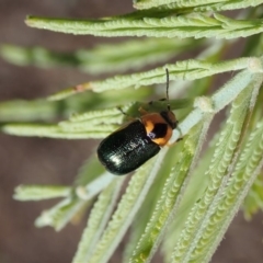 Aporocera (Aporocera) consors at Cook, ACT - 20 Mar 2020 09:45 AM