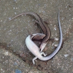 Lampropholis guichenoti (Common Garden Skink) at Cook, ACT - 19 Mar 2020 by CathB