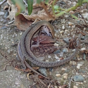 Lampropholis guichenoti at Cook, ACT - 19 Mar 2020 04:21 PM