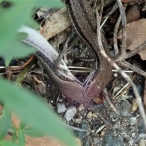 Lampropholis guichenoti at Cook, ACT - 19 Mar 2020 04:21 PM