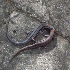 Lampropholis guichenoti at Cook, ACT - 19 Mar 2020