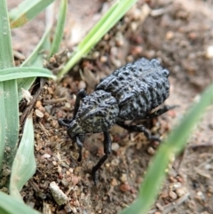 Sosytelus pithecius (Ground weevil) at Dunlop, ACT - 7 Mar 2020 by CathB