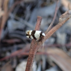 Zonopetala decisana (Wingia Group) at Cook, ACT - 20 Mar 2020 by CathB