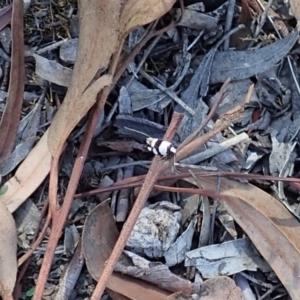 Zonopetala decisana at Cook, ACT - 20 Mar 2020