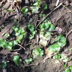 Lunularia cruciata (A thallose liverwort) at Molonglo Gorge - 20 Mar 2020 by JaneR