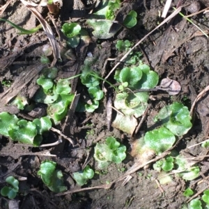 Lunularia cruciata at Kowen, ACT - 20 Mar 2020