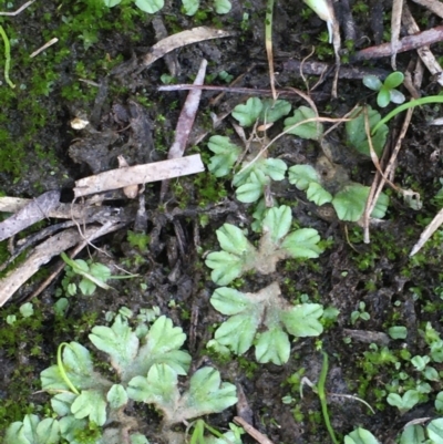 Riccia subbifurca (Liverwort) at Kowen, ACT - 20 Mar 2020 by JaneR