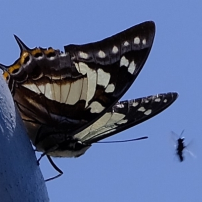 Charaxes sempronius (Tailed Emperor) at Sherwood Forest - 20 Mar 2020 by Kurt