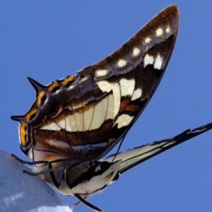 Charaxes sempronius at Coree, ACT - 20 Mar 2020