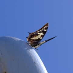 Charaxes sempronius at Coree, ACT - 20 Mar 2020