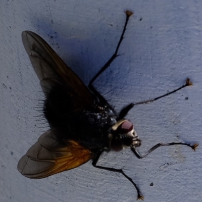 Chetogaster violacea/viridis (complex) (Bristle Fly) at Coree, ACT - 20 Mar 2020 by Kurt