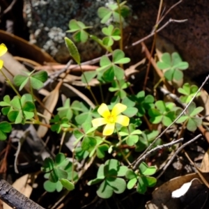 Oxalis sp. at Coree, ACT - 20 Mar 2020