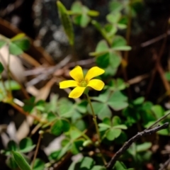 Oxalis sp. at Coree, ACT - 20 Mar 2020