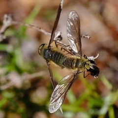 Comptosia apicalis (A bee fly) at Coree, ACT - 20 Mar 2020 by Kurt
