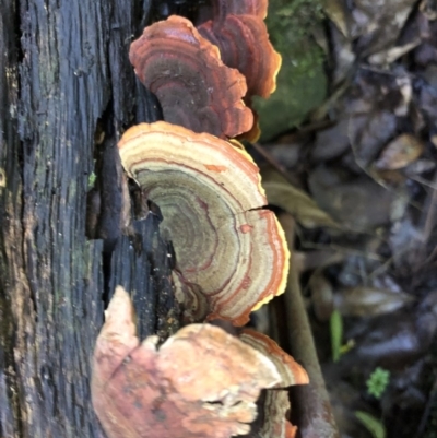 Stereum ostrea (Golden Curtain Crust/Sunset Fungus) at Wattamolla, NSW - 18 Mar 2020 by WattaWanderer