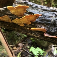 Stereum ostrea at Wattamolla, NSW - 18 Mar 2020