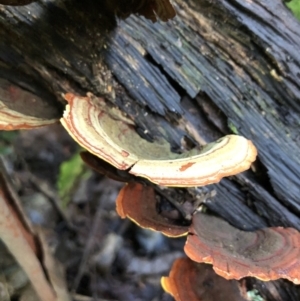 Stereum ostrea at Wattamolla, NSW - 18 Mar 2020