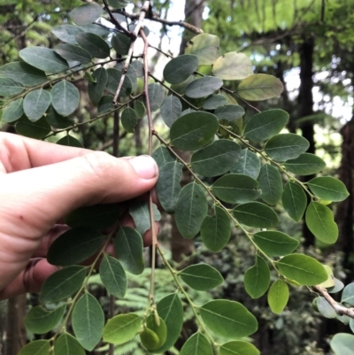 Breynia oblongifolia (Coffee Bush) at Wattamolla, NSW - 18 Mar 2020 by WattaWanderer