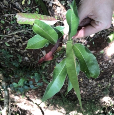 Elaeocarpus kirtonii (Silver Quandong) at Wattamolla, NSW - 17 Mar 2020 by WattaWanderer