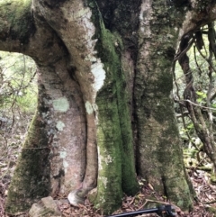 Elaeocarpus kirtonii at Wattamolla, NSW - 17 Mar 2020