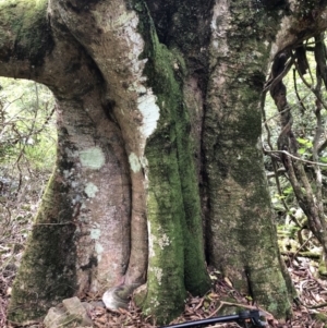 Elaeocarpus kirtonii at Wattamolla, NSW - 17 Mar 2020