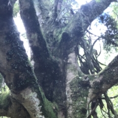 Elaeocarpus kirtonii at Wattamolla, NSW - 17 Mar 2020