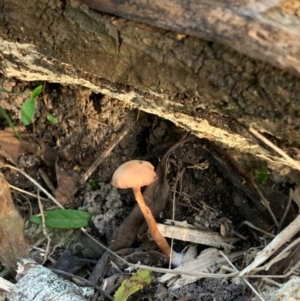 Laccaria sp. at Quaama, NSW - 20 Mar 2020