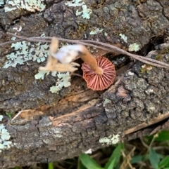 Laccaria sp. at Quaama, NSW - 20 Mar 2020