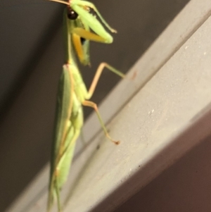 Pseudomantis albofimbriata at Aranda, ACT - 20 Mar 2020