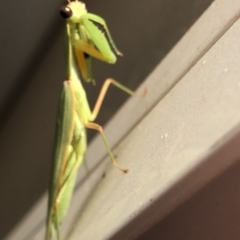 Pseudomantis albofimbriata at Aranda, ACT - 20 Mar 2020