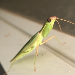 Pseudomantis albofimbriata at Aranda, ACT - 20 Mar 2020 08:40 PM