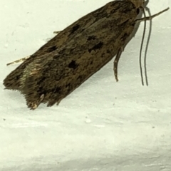 Oecophoridae (family) (Unidentified Oecophorid concealer moth) at Aranda, ACT - 20 Mar 2020 by Jubeyjubes